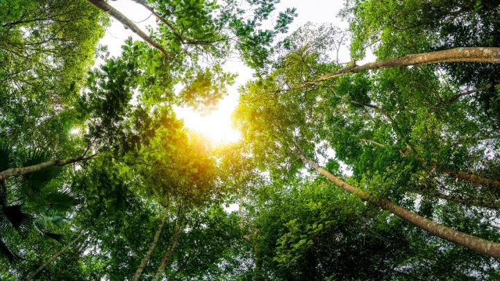 Sunlight filtering through a dense forest canopy.